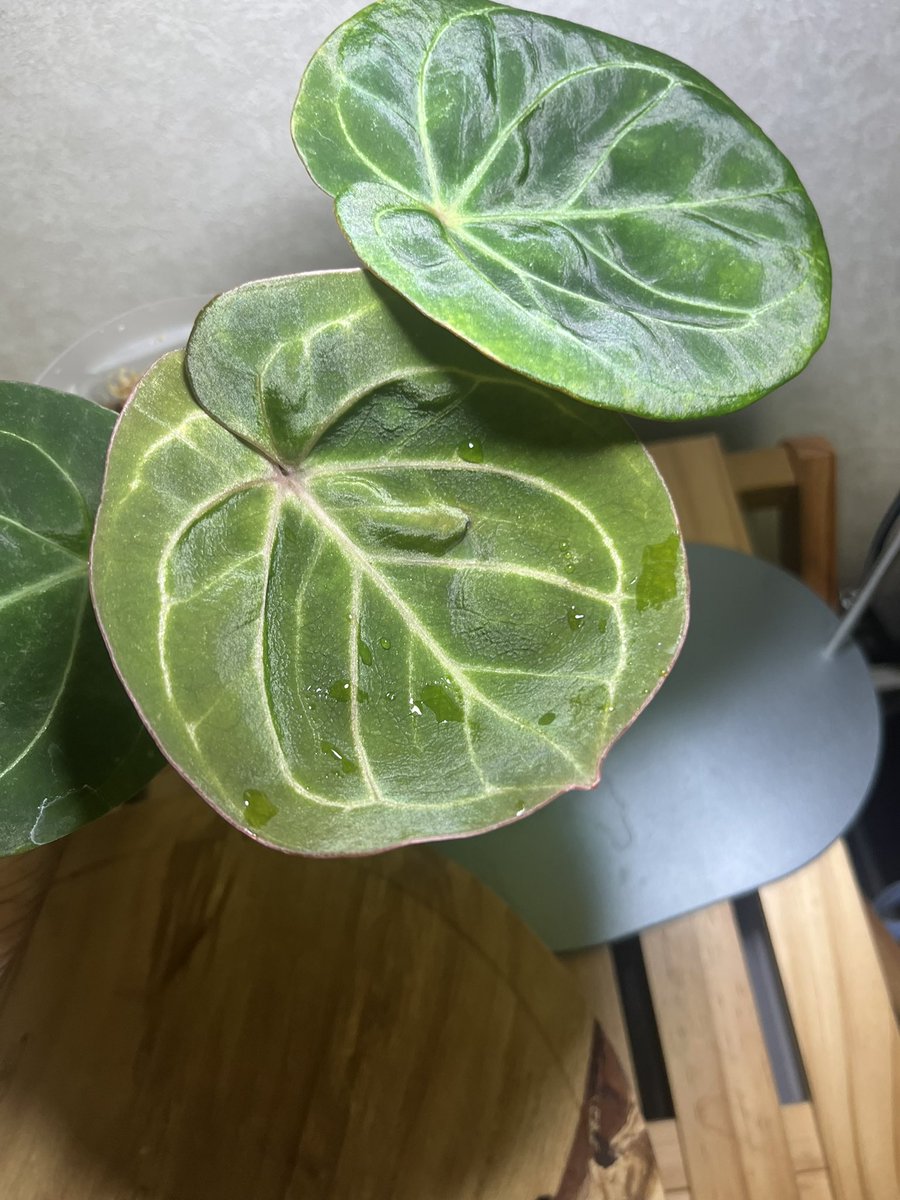 アンスリウム - Search / X