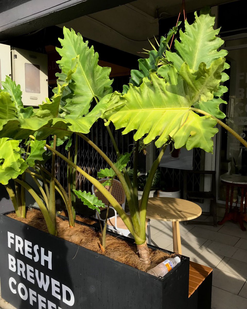 #クチンKuching 🇲🇾
#植木

宿近くのコーヒーショップに巨大な植木が
500mlのペットボトルが小さ〜い
背が高すぎる植物や葉っぱが尋常でない大きさ等
町中で気軽にジャングルを感じる事ができる場所
それが、ボルネオです／笑