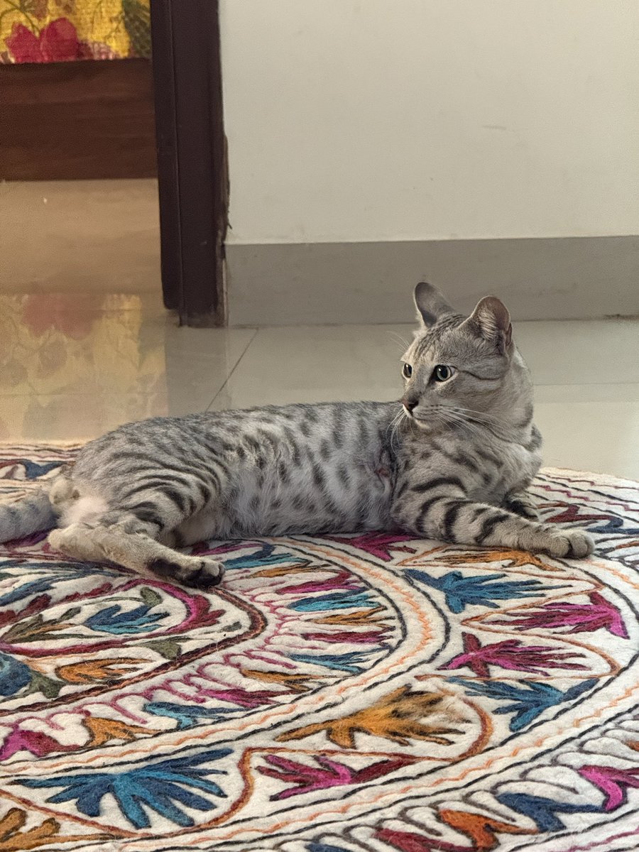 Megh is the perfect companion for anyone with pets and/or kids, anyone who enjoys the outdoors, or just hangs indoors. He is the perfect first pet, or third. It is rare to find a cat that is as chill. Loves cuddling.

Need a home in Bangalore/Chennai for this 5.5 m.o. male cat.