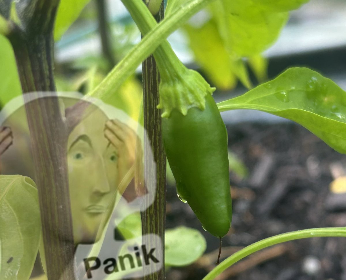 Jalapenos have started coming in. Though it’s too late in the season for the northern United States to plant and harvest this year. If you live in the southern United States you could still harvest if you plant now!