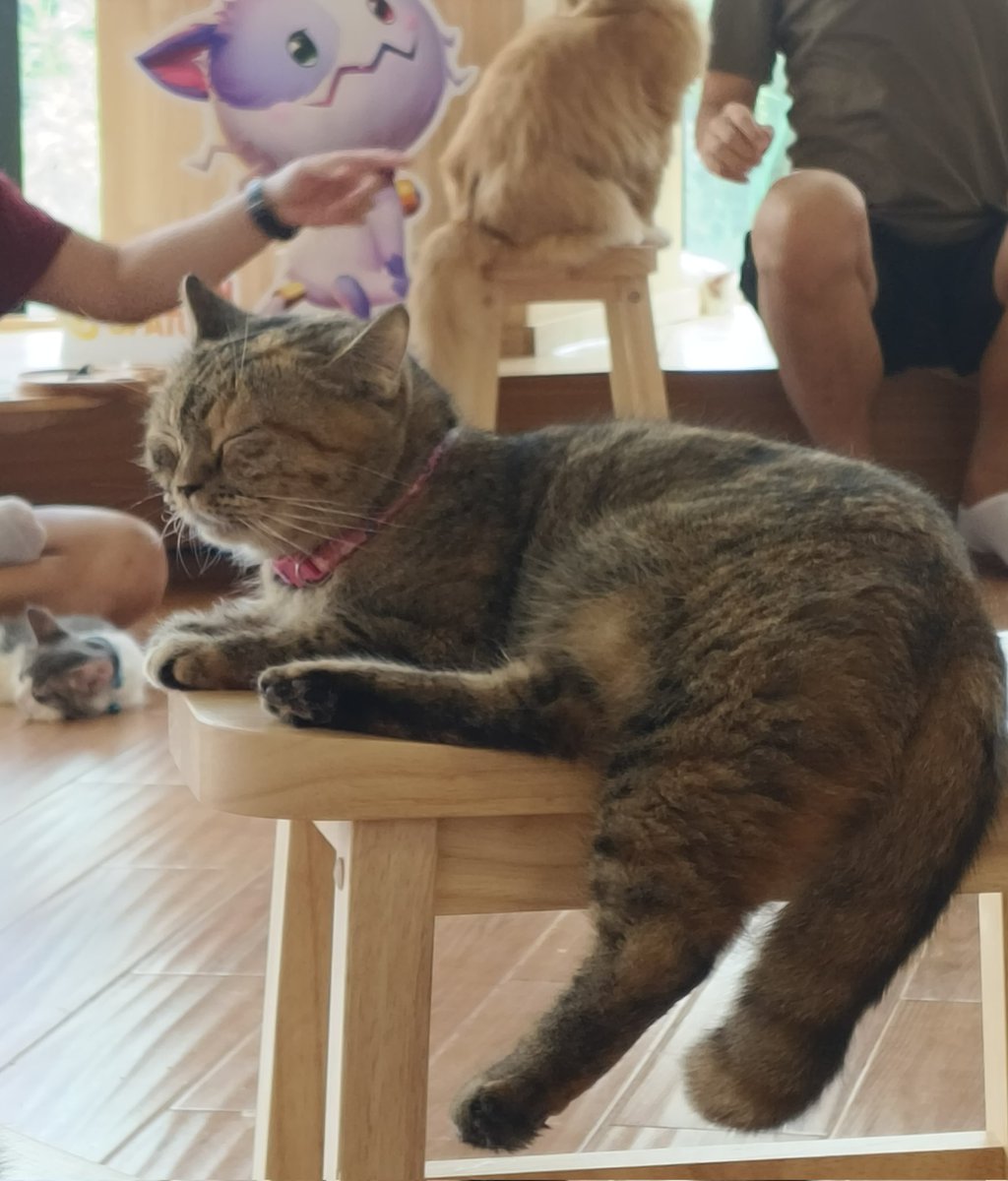 คาเฟ่เเมวฮีลใจ🤍🫳🏻 <a href="/jj_xdmian/">𝐉𝐉</a>