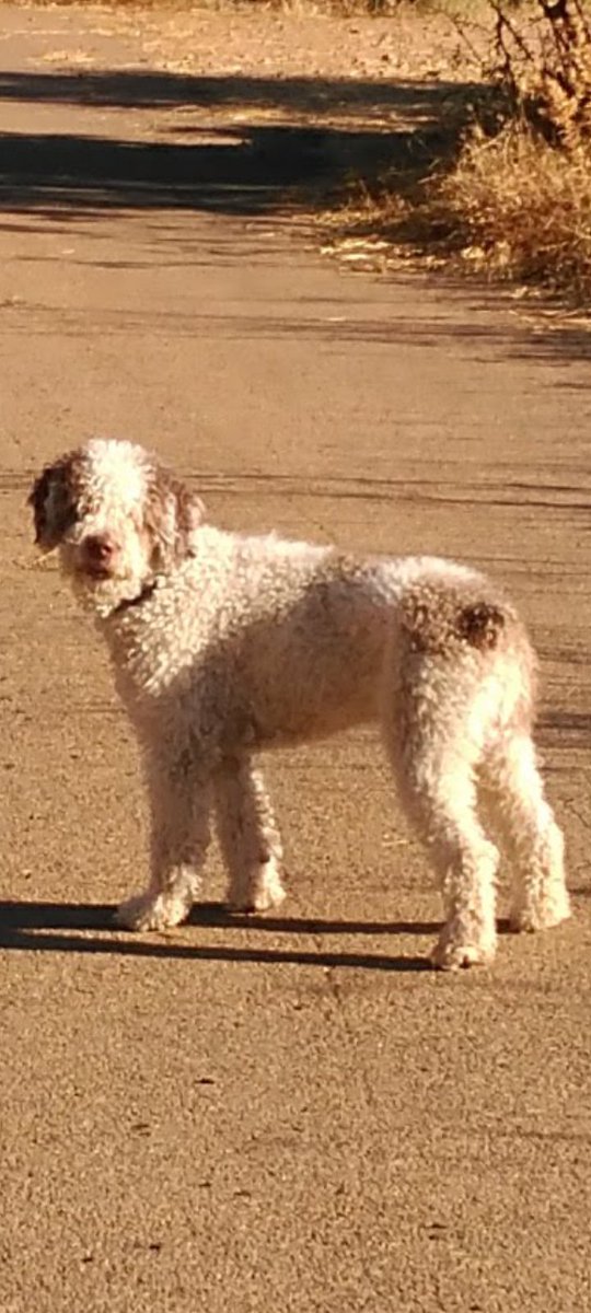 Koke se nos ha ido, 11 años de amor incondicional. Siempre en nuestros corazones. 23/4/2014 - 11/8/2025.