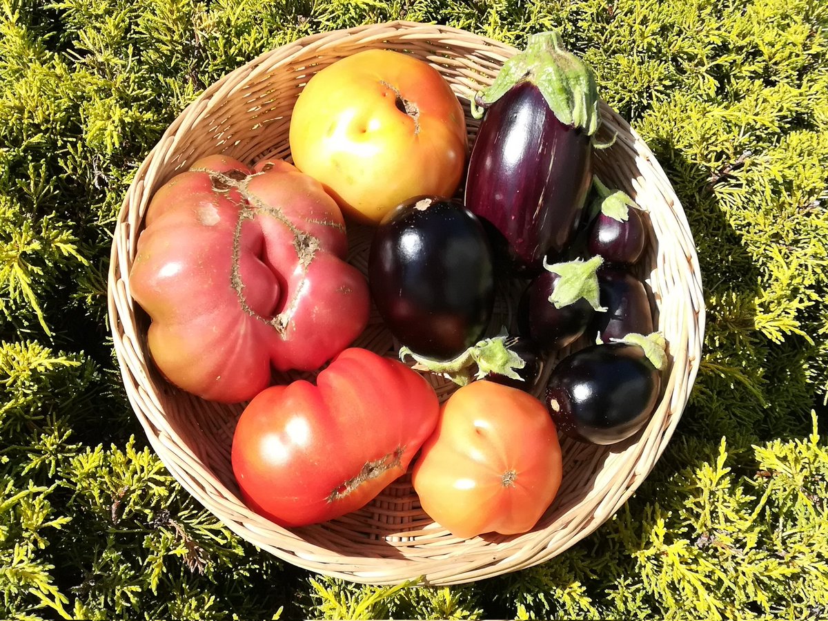 Kleine Auberginen, große Tomaten.