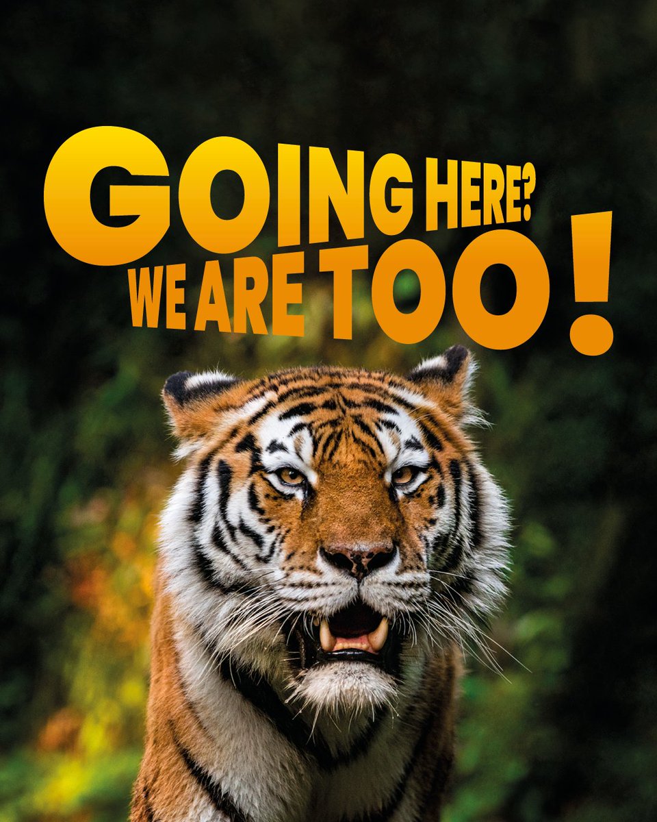 Going to the Blackpool Zoo this summer? We’re going there too!🦁
Our Resort Rider 2, 5B and 12 services all take you right outside the gates!🚌
Plan your journey here: ow.ly/wC7u50WC6ry