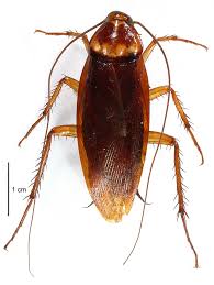 CaseBriefGuide's tweet photo. Does calling someone a "#cockroach" constitute hate speech, as opposed to calling them a #littlefrog and #criminal?
📌SA Court has HELD that calling someone a "cockroach" in a political context constitutes hate speech, citing it's genocidal history.
#FreeSpeech vs #HateSpeech https://t.co/lqzTRW40ea