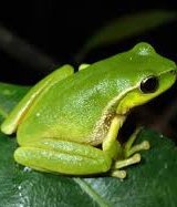 CaseBriefGuide's tweet photo. Does calling someone a "#cockroach" constitute hate speech, as opposed to calling them a #littlefrog and #criminal?
📌SA Court has HELD that calling someone a "cockroach" in a political context constitutes hate speech, citing it's genocidal history.
#FreeSpeech vs #HateSpeech https://t.co/lqzTRW40ea