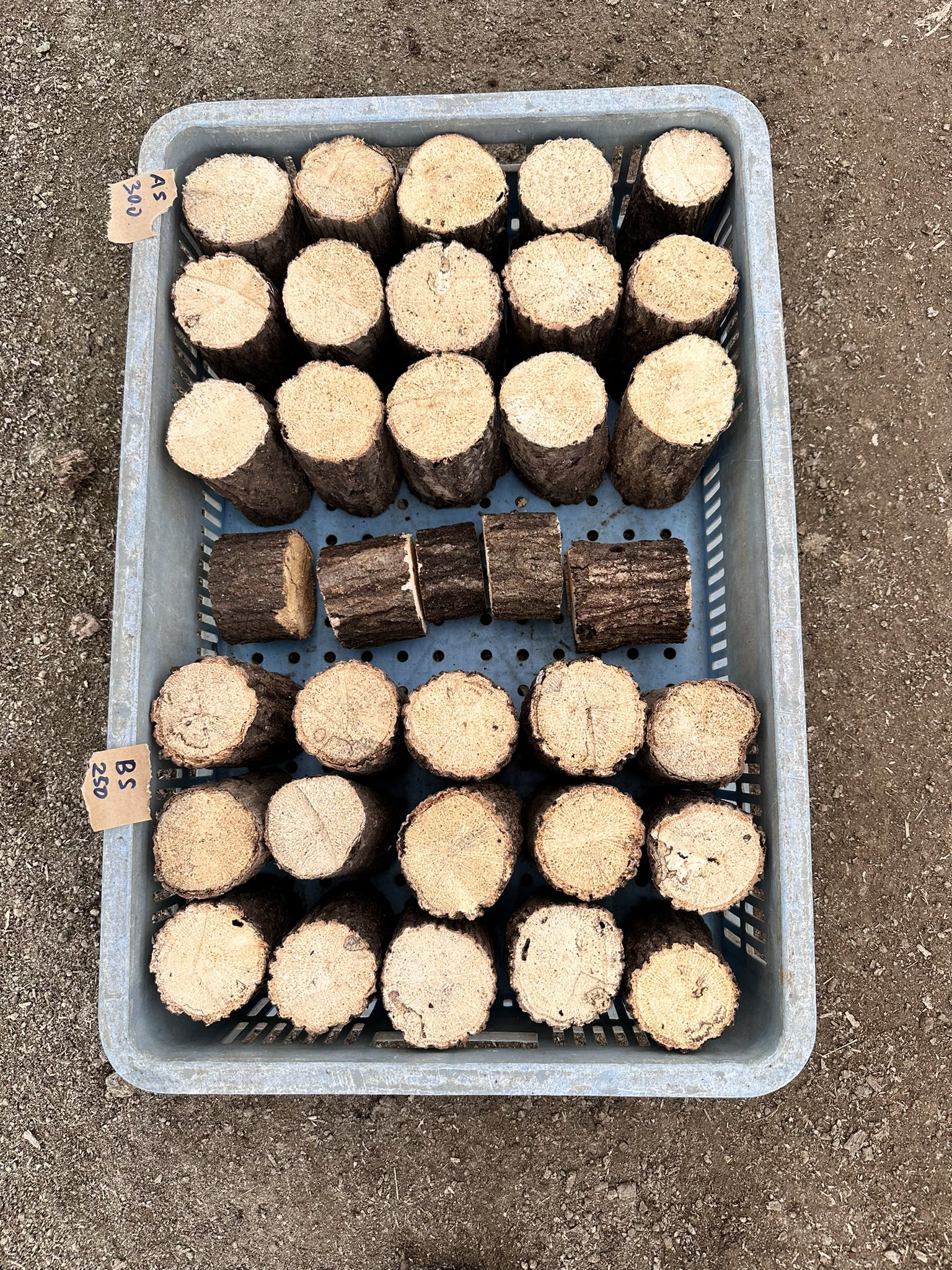 六月平 (6pei567@) / X