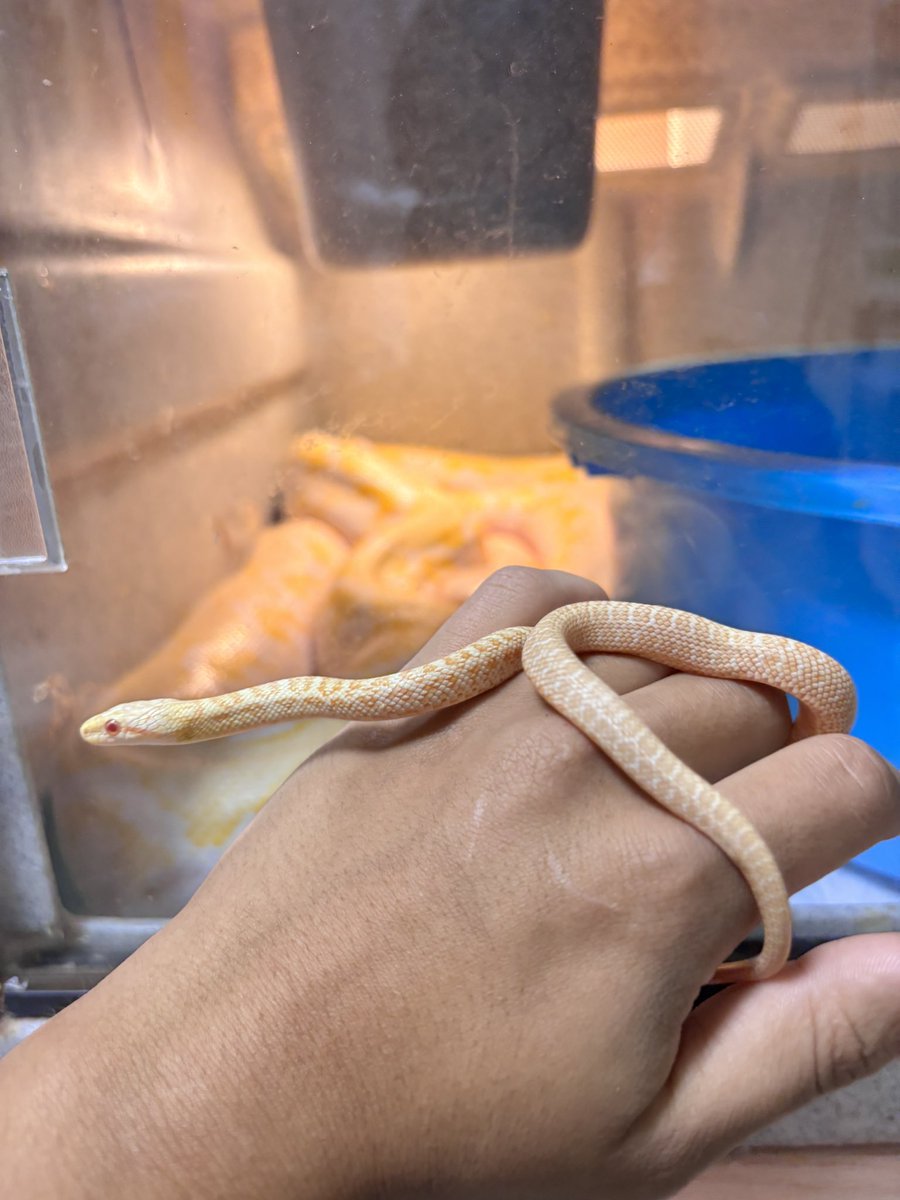 ポコモ🐍 tweet media