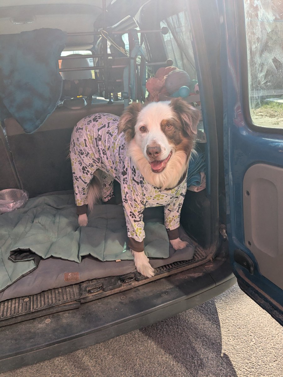 Daemon_Dougal's tweet photo. Overall/ Pyjama sucht neuen Hund.

Tatsächlich nur einmal anprobiert, ist Daemon zu groß, vor allem die Beine sind zu lang.
Kann den wer brauchen? 65/70 er Rückenlänge.

#twitterrudel https://t.co/u4weT5DhDy
