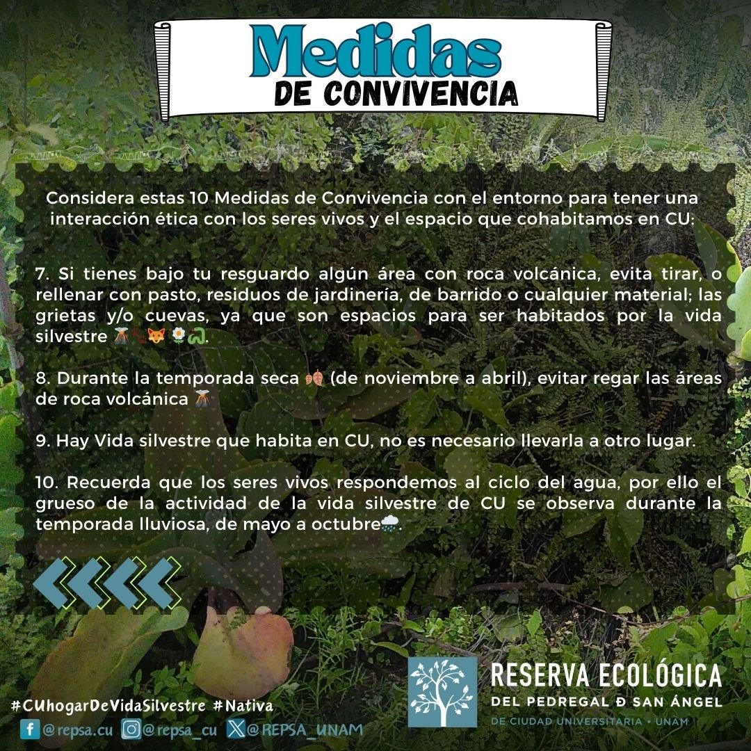 #BienvenidaUNAM2026 ✨

A todas las personas que inician este semestre.
Deseamos, compartan con nosotros este espacio de #CiudadUniversitaria de manera respetuosa, con las medidas de convivencia 🐾bit.ly/45BvMs9

¡Bienvenida!

Atte.
La #VidaSilvestre #Nativa de CU
🌋🖤✨