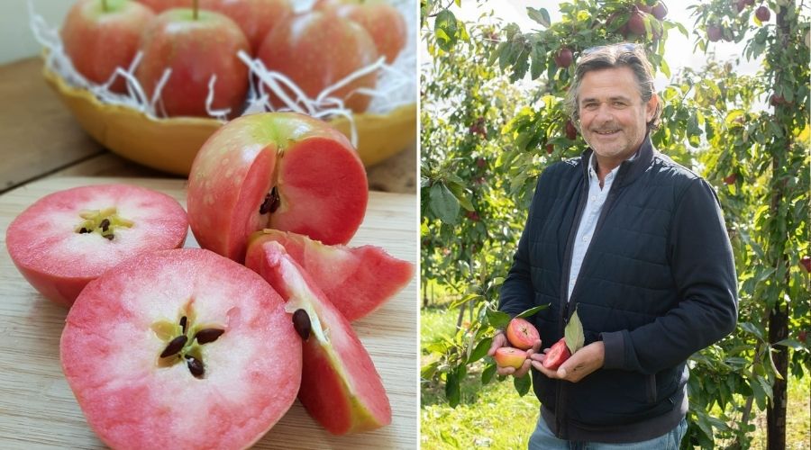 FruitandVineMag's tweet image. We spoke to Jeremy Linsell of Worldwide Fruit Ltd about some of the most exciting new apple varieties on the horizon 🍎🍏

fruitandvine.co.uk/from-red-flesh…

#Apple #BritishApples #FruitInnovation #WorldwideFruit #FruitIndustry #FruitLovers
