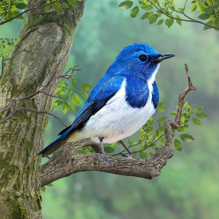 Beautiful Birds (@beautiberds) on Twitter photo 