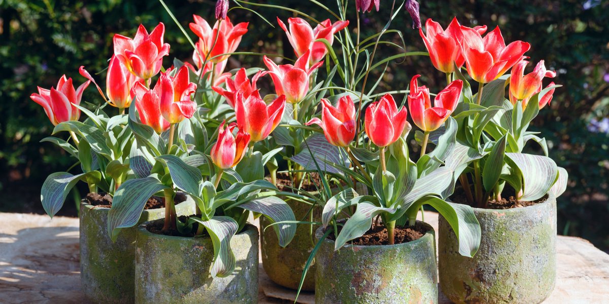 We’re proud to partner with J Parker’s, one of the UK’s top plant and produce suppliers, to implement Microsoft Dynamics 365 Business Central, streamlining operations and enabling future growth 🌱🚀

Read the full case study: xpedition.co.uk/jparkers-case-…