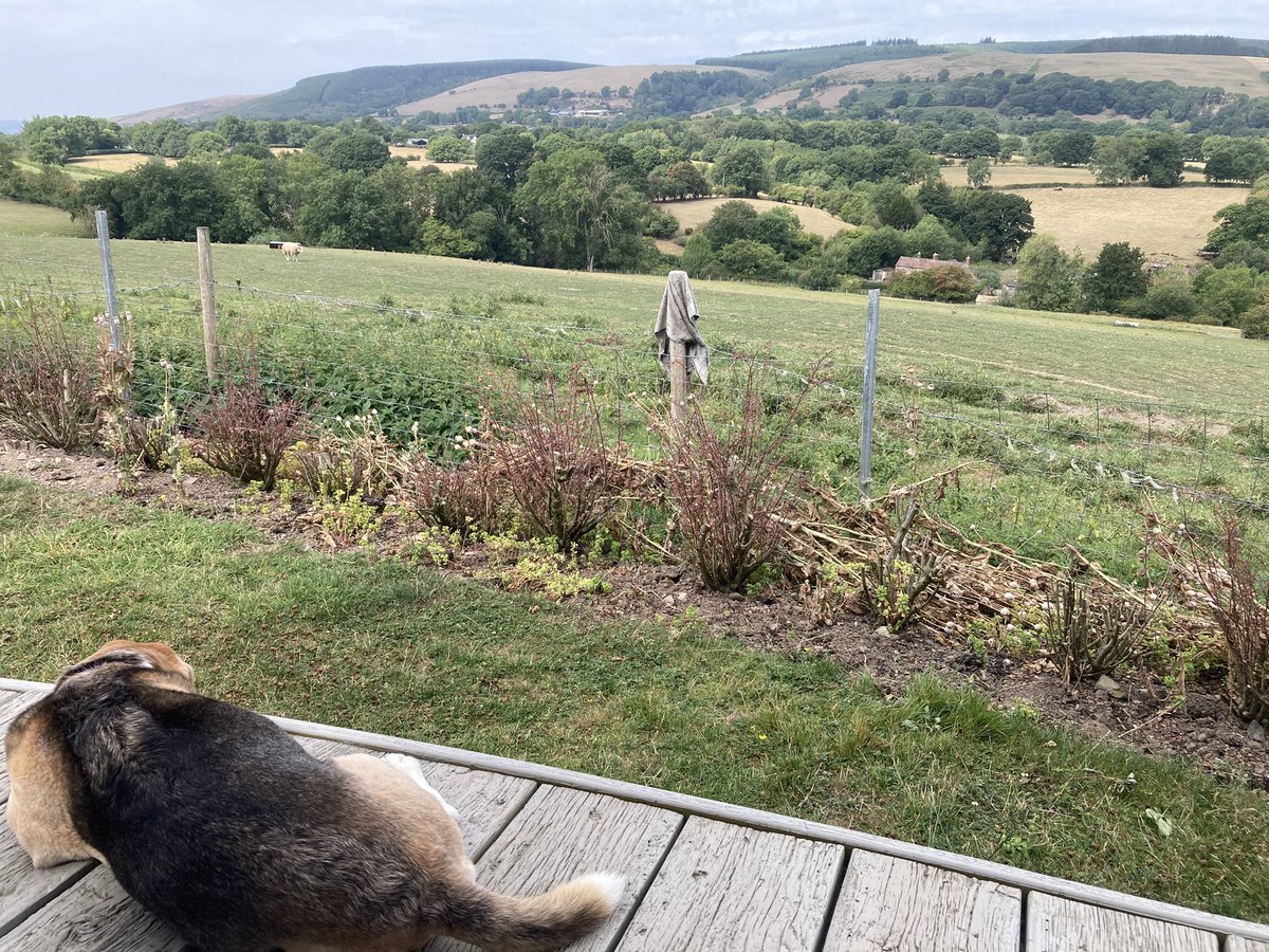 Enjoying lying in the shade on the veranda  after my early walkies 🐾🐾 The honeysuckle and roses in the planter smell soooooooo good 🥰