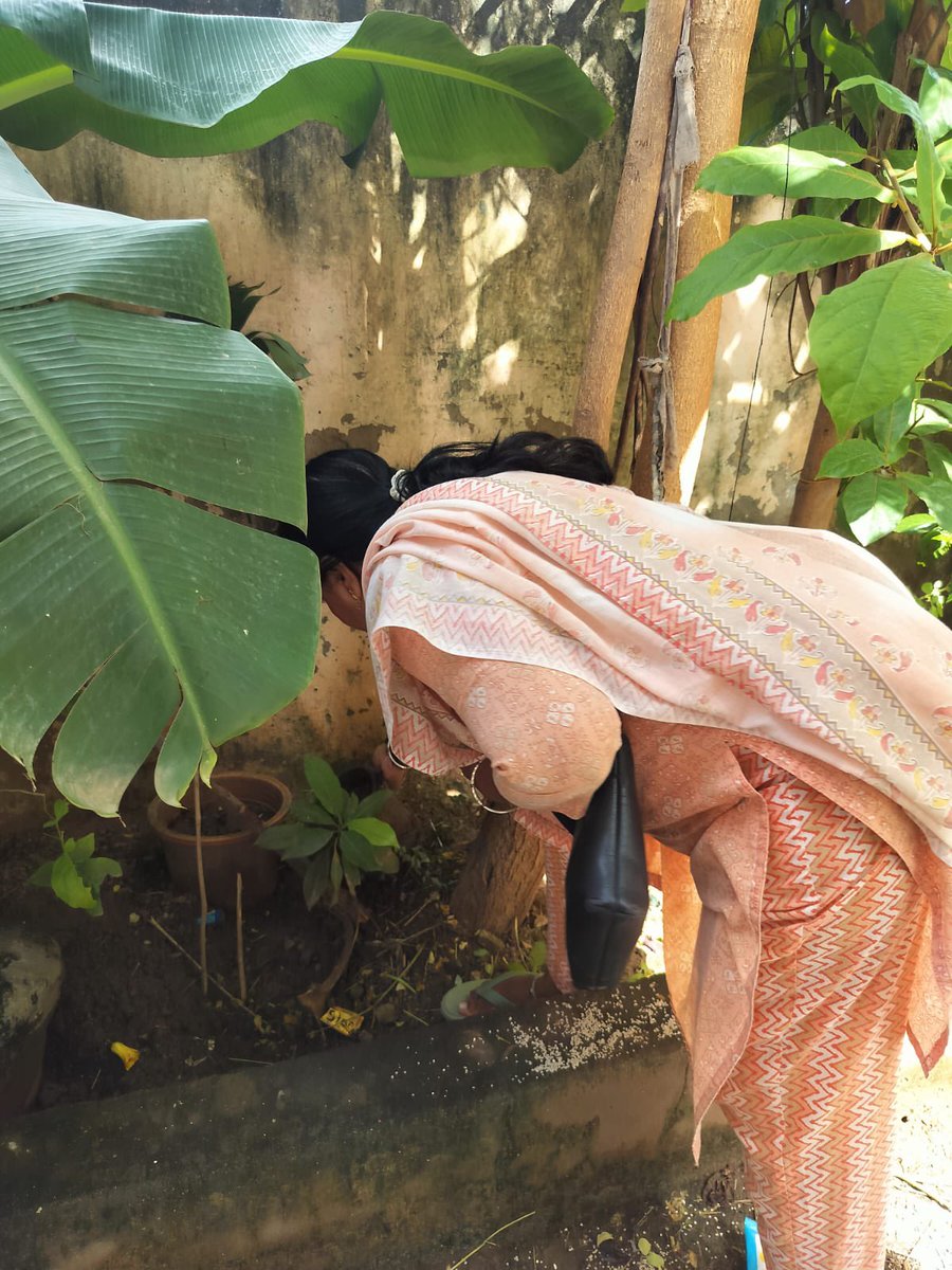AmdavadAMC's tweet image. To protect our city from vector-borne diseases, the AMC’s Health Department team carried out intensive intra-domestic inspections today, identifying and eliminating mosquito breeding sites to ensure a healthier, safer community for all.

#AMCHealth #VectorControl…