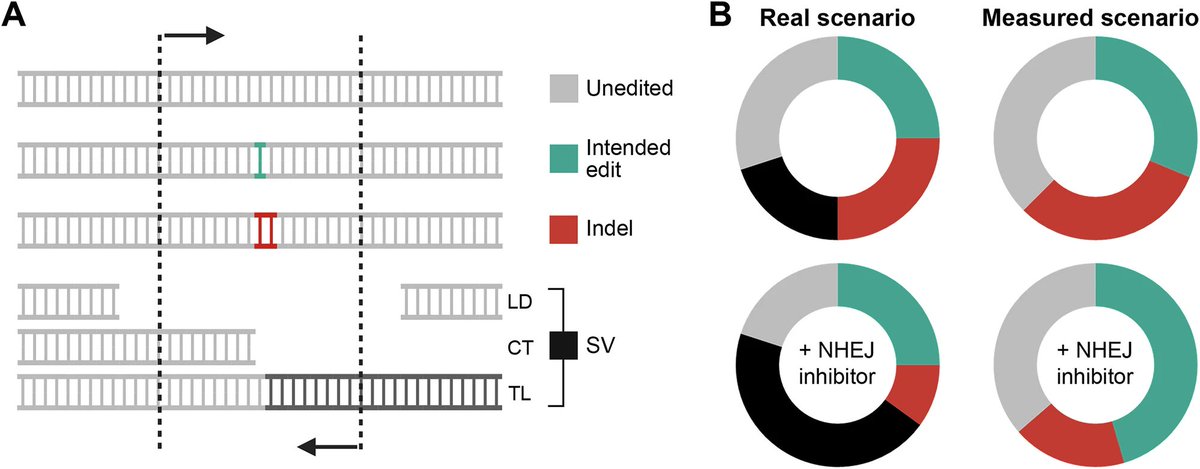 🚨 CRISPR's hidden danger: New Nature Communication from genome editing safety experts Toni Cathomen, Carla Fuster García and Clotilde Aussel reveals concerns about "precision" enhancers! 

⚠️ It's beyond off-target effects and possibly a worse problem: The field has been focused