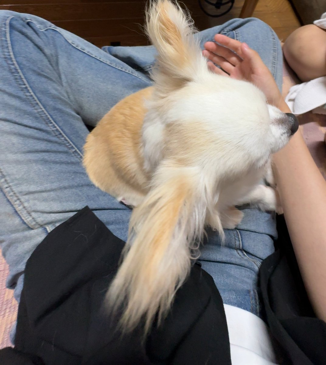 やばいむりかわいすぎる