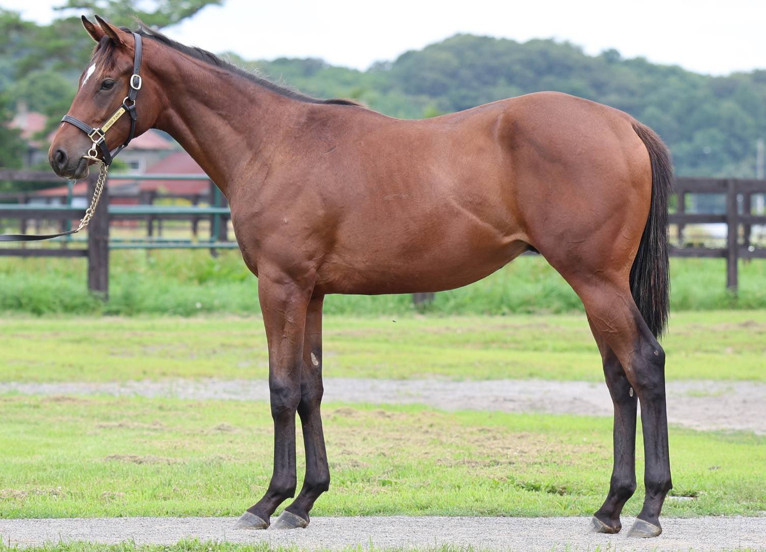 牧場ウマウマ 牧場の引退競走馬たちをご紹介📣 ※差し入れで葉付きにんじんを