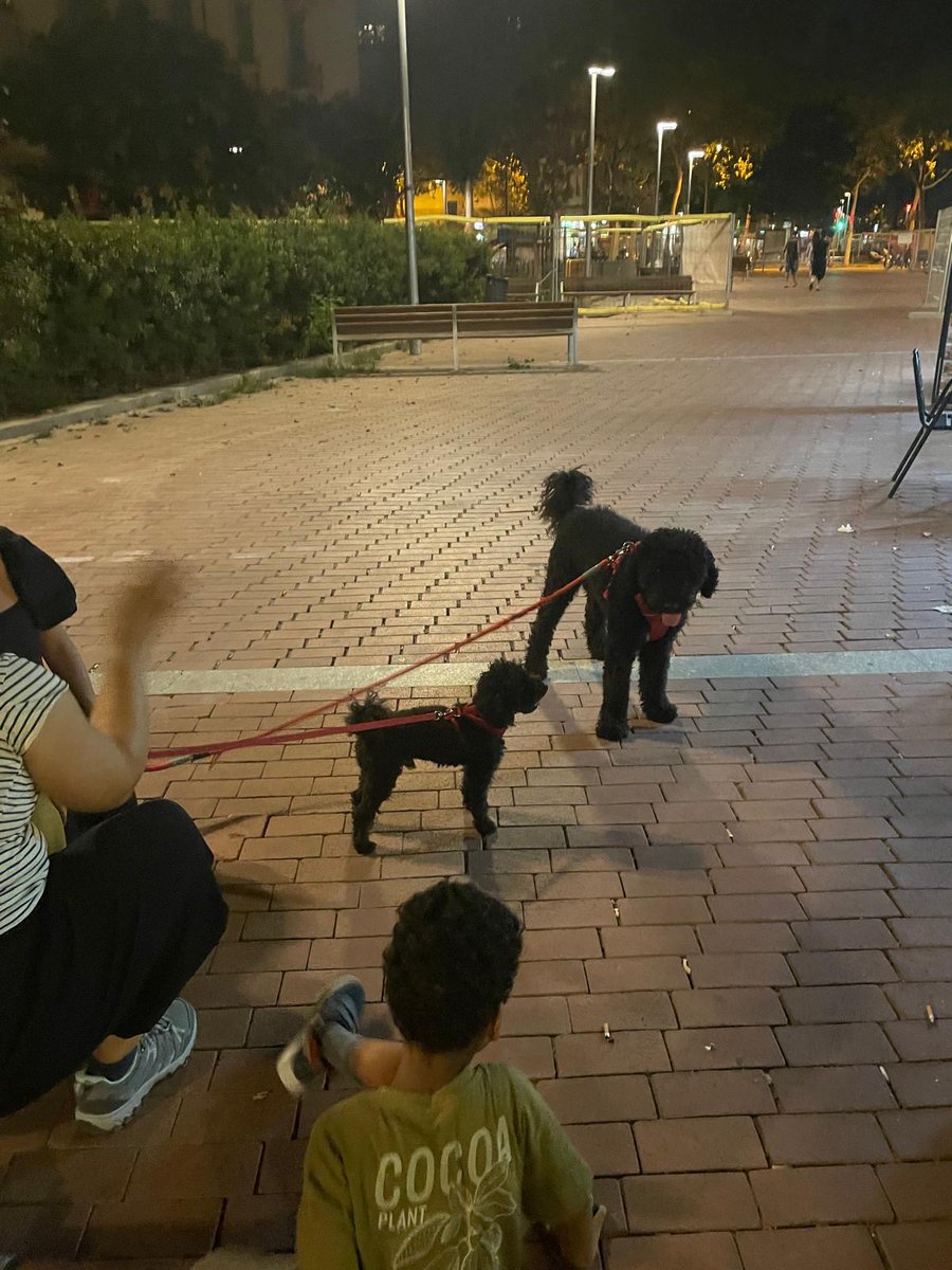 cariño he encogido al perro