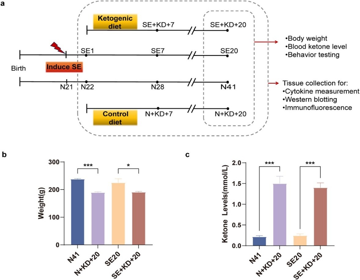 A research team has published a study in Pediatric Discovery (June 23, 2025), revealing how the ketogenic diet can restore cognitive function following status epilepticus.
#Epilepsy  #Ketogenic Diet
Details: onlinelibrary.wiley.com/doi/10.1002/pd…