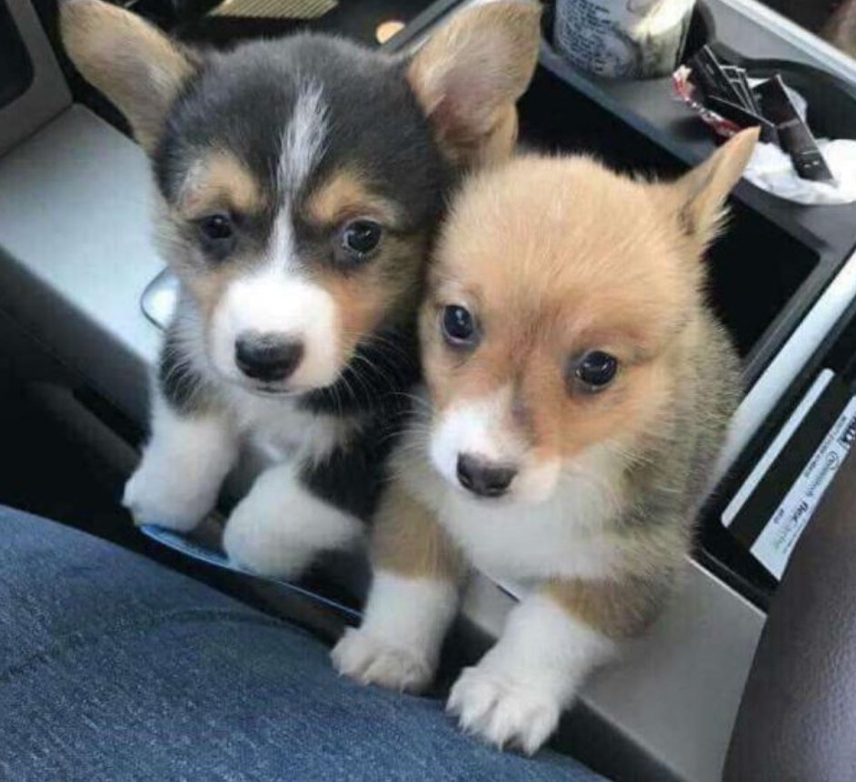 BestinDogs's tweet photo. We was adopted today, don't scroll without say hello to us 👋🏻 🥰 https://t.co/0AAVHQSRZ7