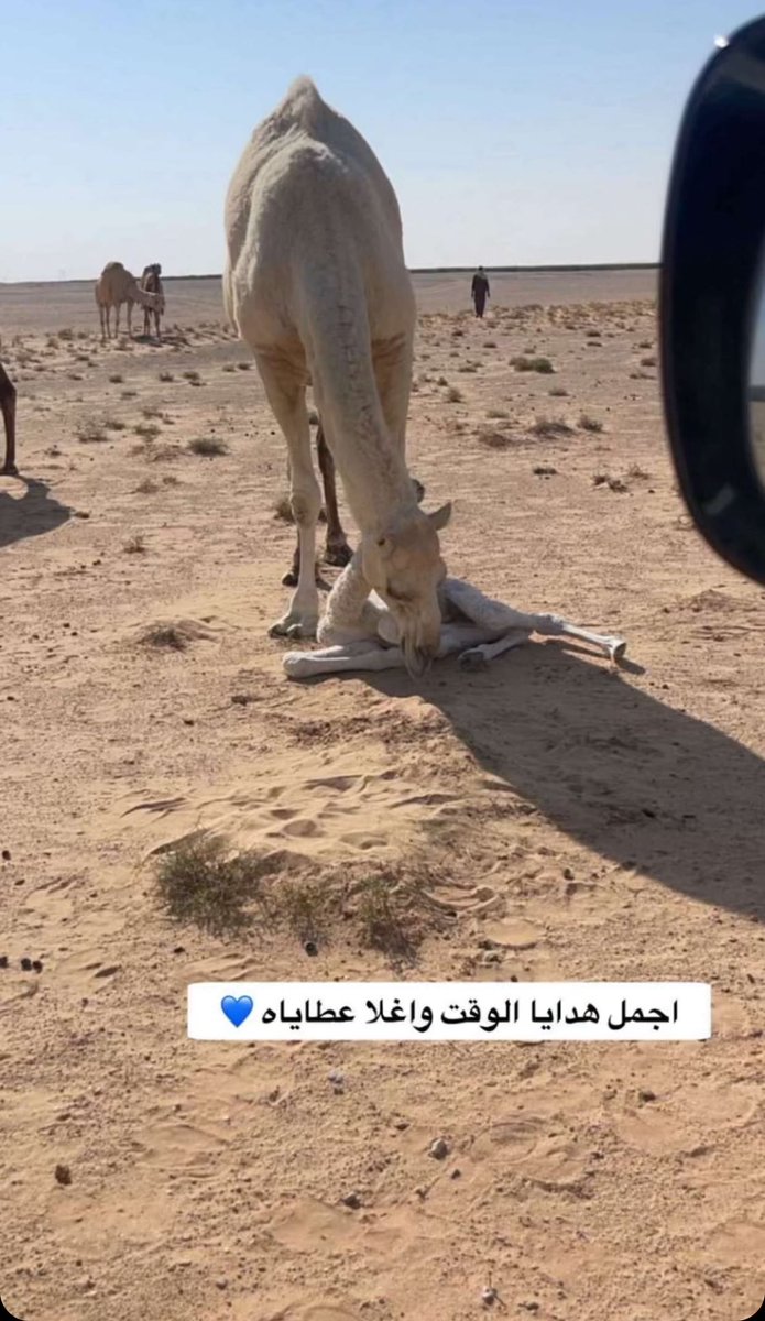 ضيف الشيباني (@dafo511) on Twitter photo 