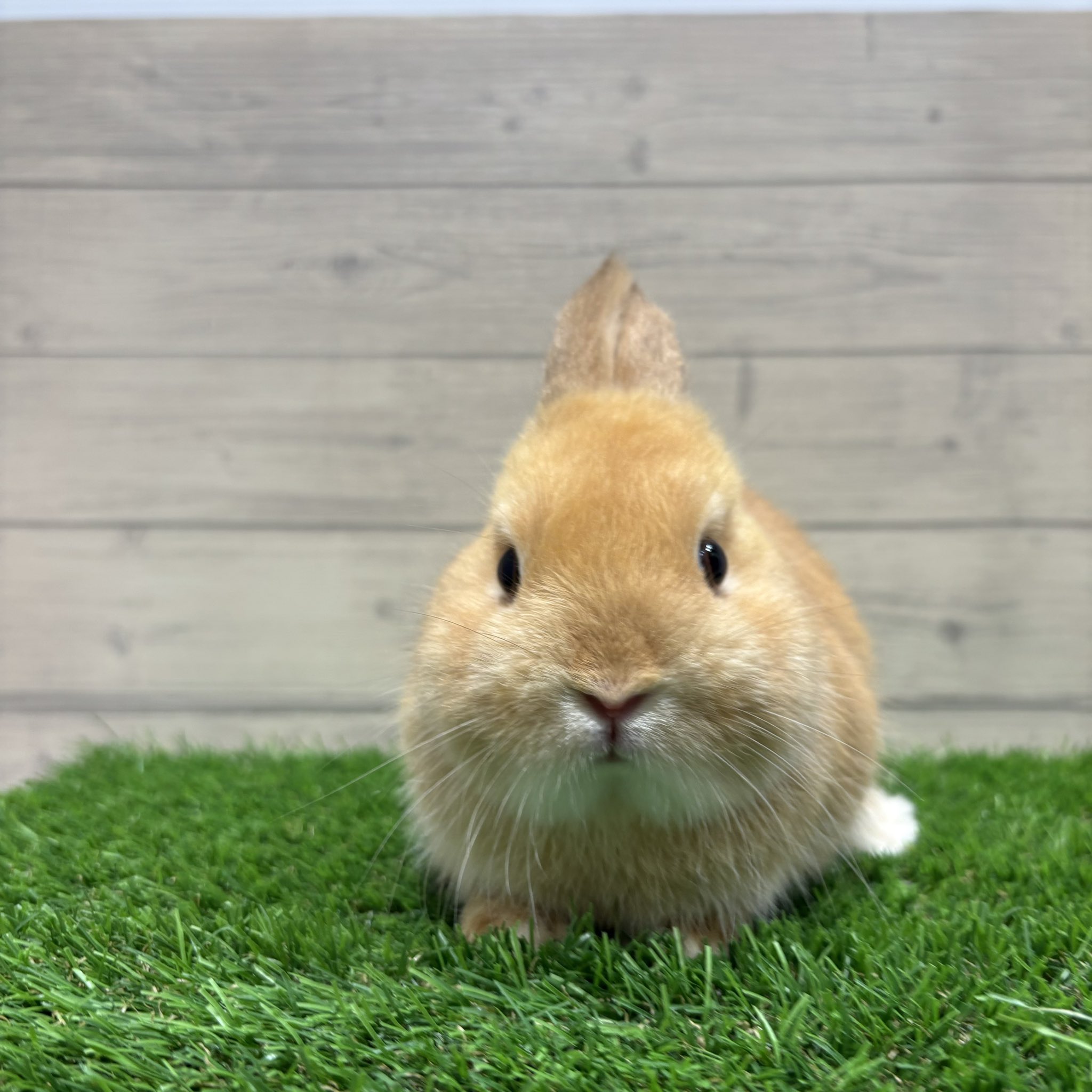 うさぎ うさぎの時間 No.21 新しいうさぎ暮らし – 誠文堂の直売所