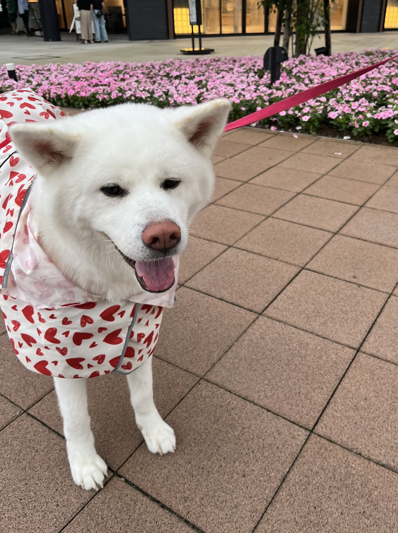 秋田犬 こまち日和 on X: 