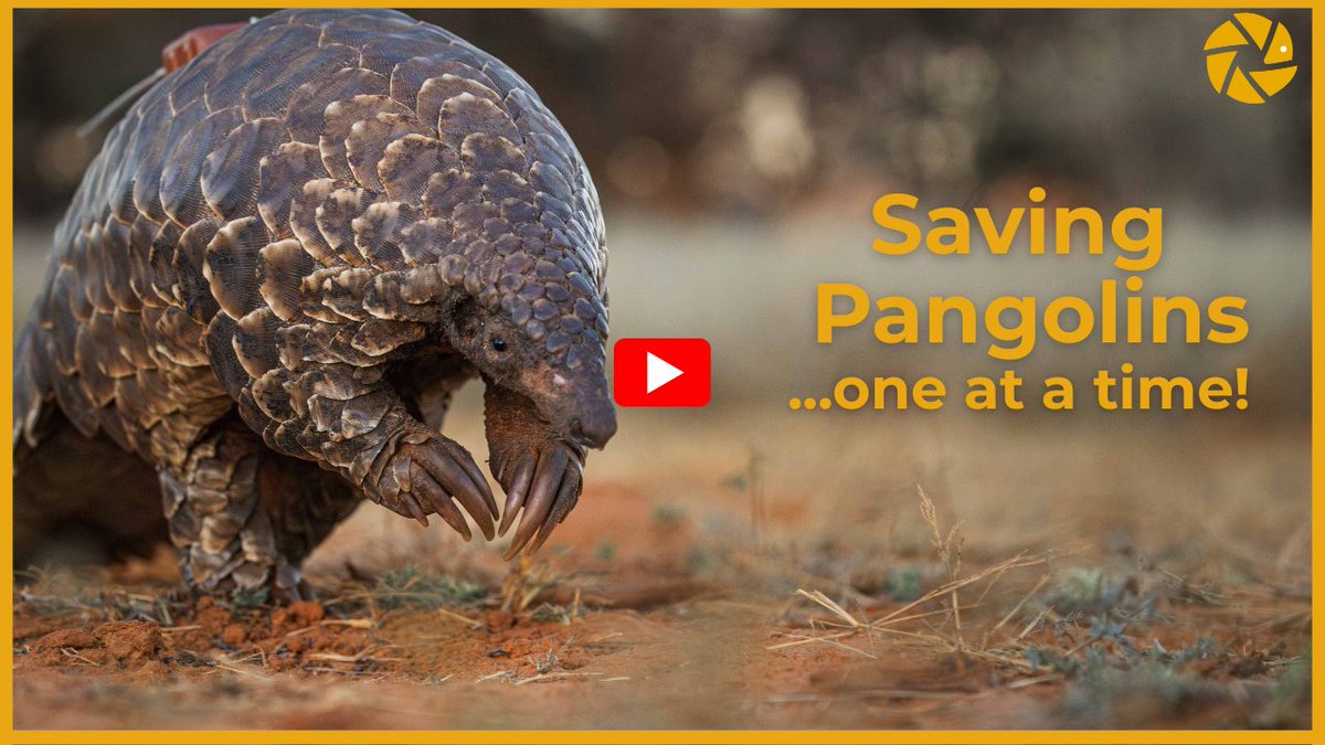 NEW VIDEO: Saving Pangolins, one at a time - youtu.be/ZcrJGKuuvzM?si…

In this film, we travel to the Northern Cape (in South Africa) to release a pangolin that has been in a rescue and rehabilitation centre.