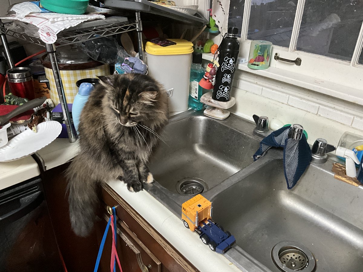 Transfan2's tweet photo. @Lampi_Ygo @eerian_sadow
A Fun #TransformersMissingLink Time With #JohnnaTheCat Along With #SENTINELPrime! 08/11 Wise! #TF2Cats #TF2CatsJTC #Johnna #Johna #Transformers #トランスフォーマー #Cats #Cat #MissingLink #SentinelPrime #センチネルプライム #TUDUM #VShojo #Putin✳️😺✳️⬅️💤 https://t.co/ZC8BaDYZX6