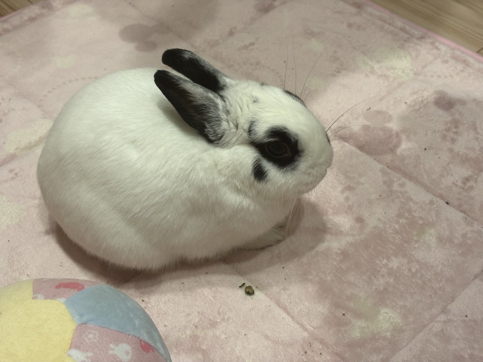 うたっち様　まんまるうさぎ×2 うたっち様 まんまるうさぎ×2