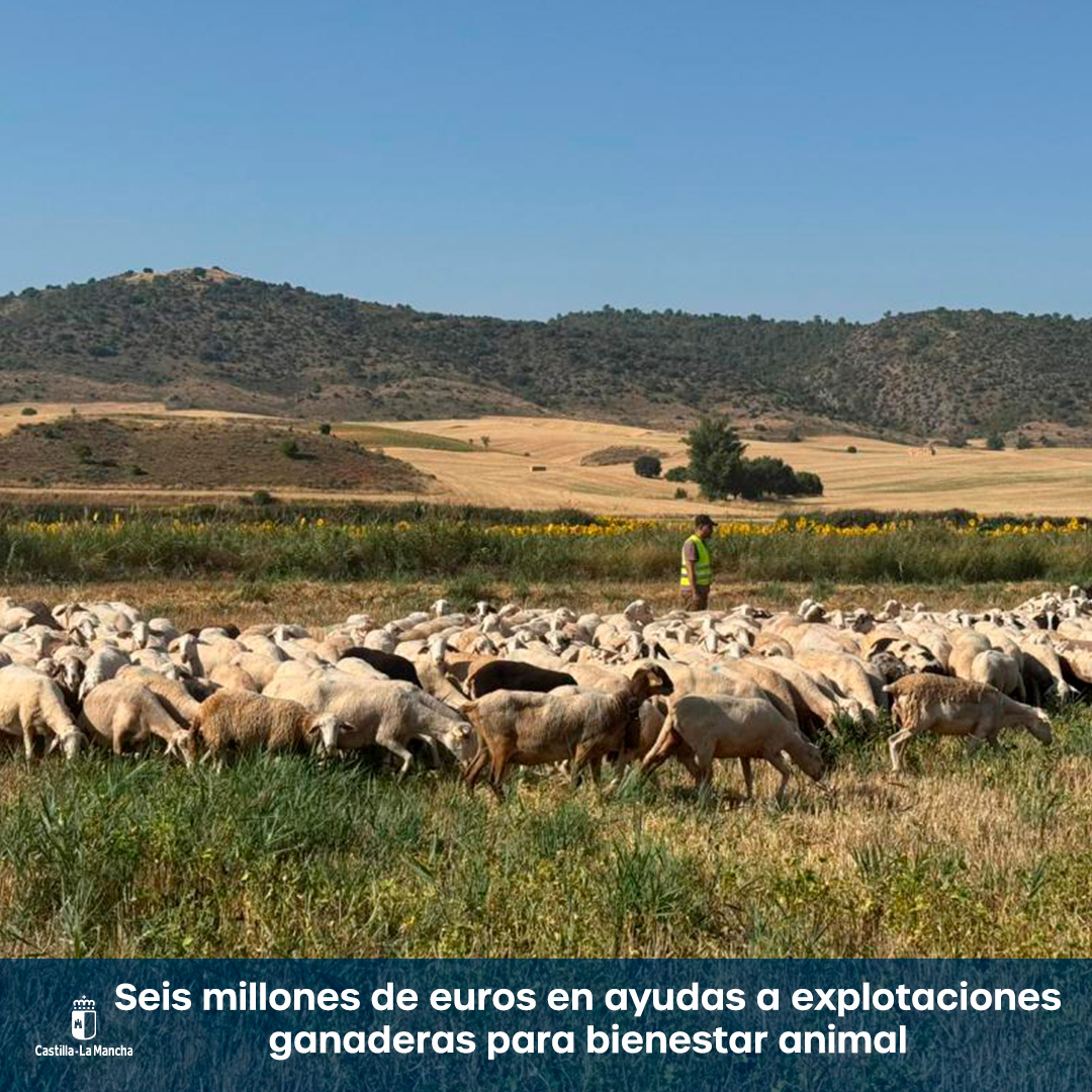 👨‍🌾 #CLM ha pagado, este 2025, más de seis millones de euros a explotaciones ganaderas en ayudas para bienestar animal.

Se han abonado 2.132 expedientes para compensar a los ganaderos sus esfuerzos voluntarios por mejorar el bienestar de sus animales.

ℹ️ castillalamancha.es/node/406538