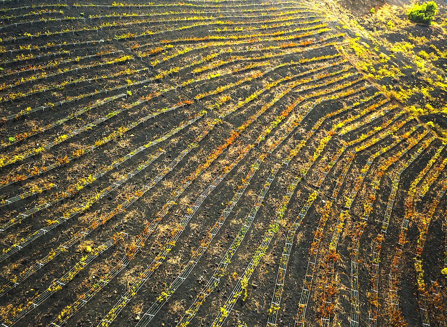Vendimia entre volcanes en la Isla de La Palma diariodegastronomia.com/vendimia-volca…