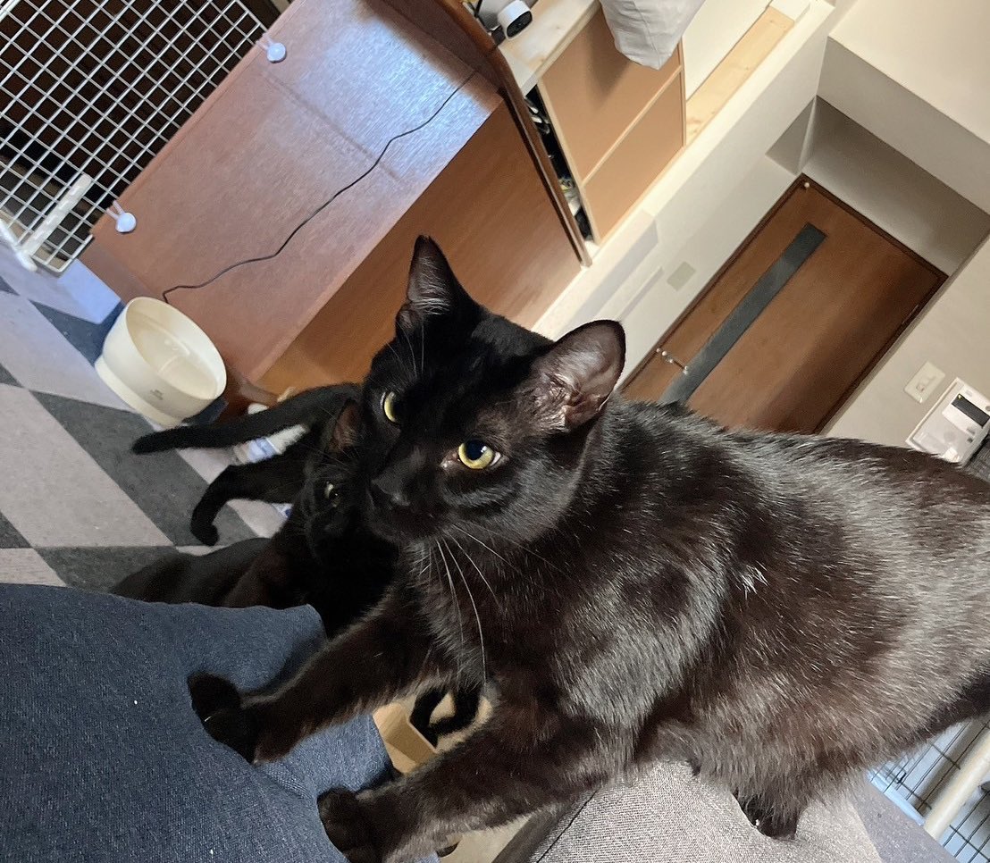 額 女豹に黒猫 【公式通販】