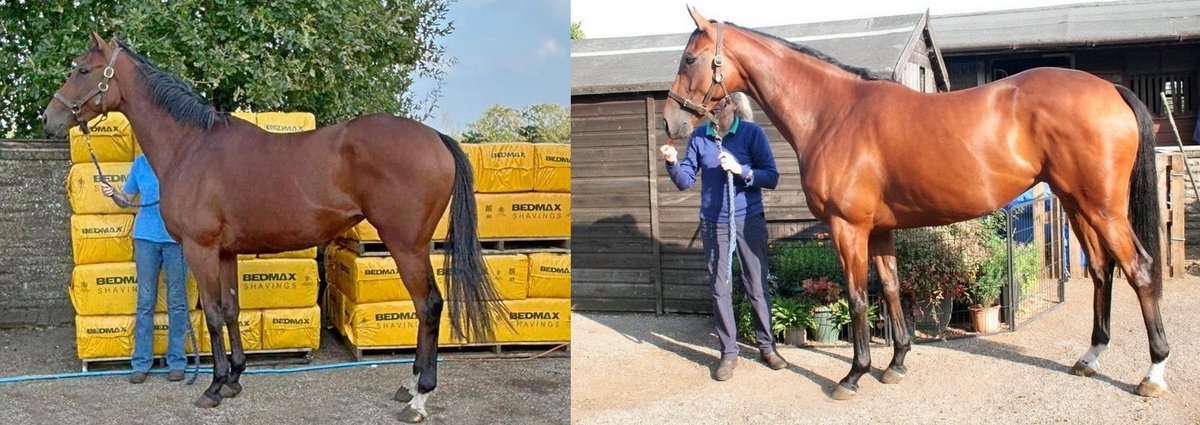 Fred and Rowena Cook tweet media