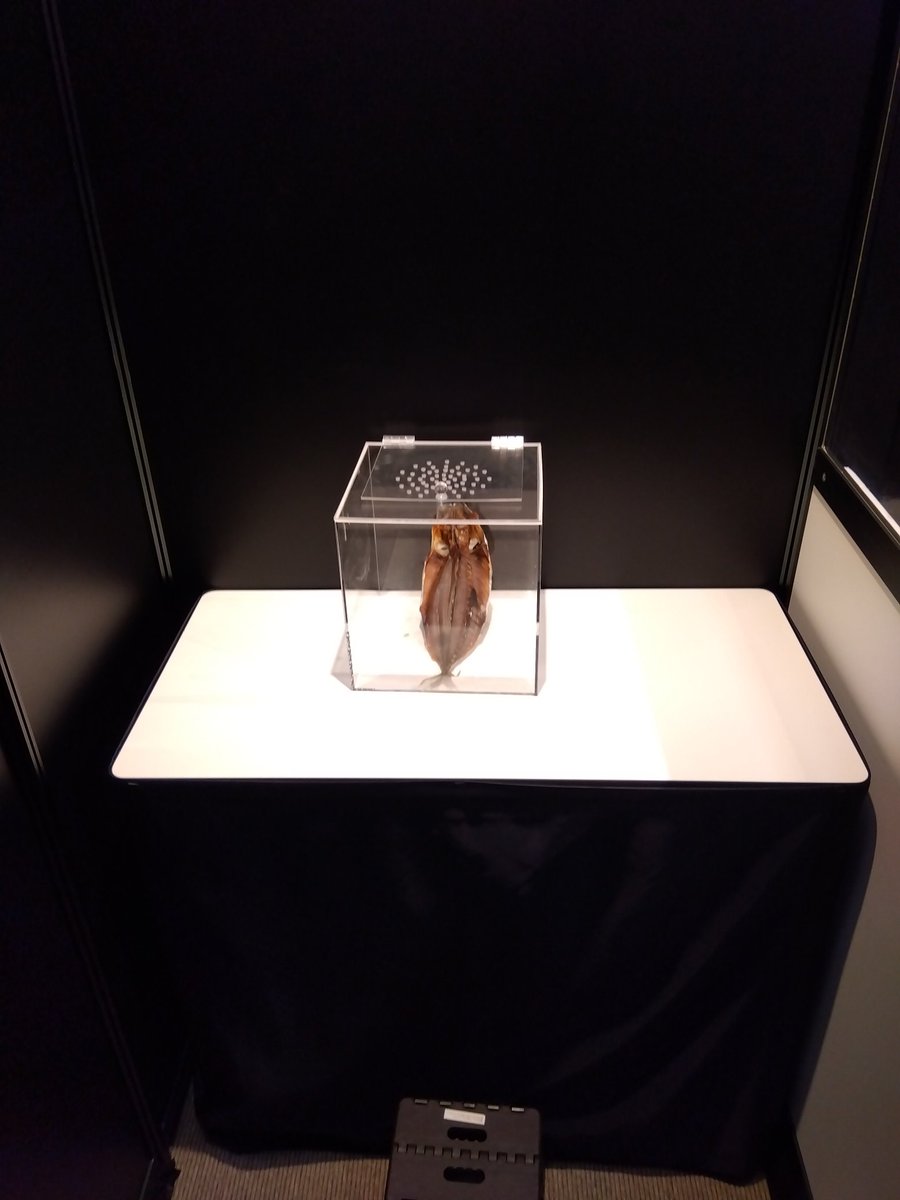 【お値下げ中‼️】シュールストレミング2個 シュールストレミング - Search / X