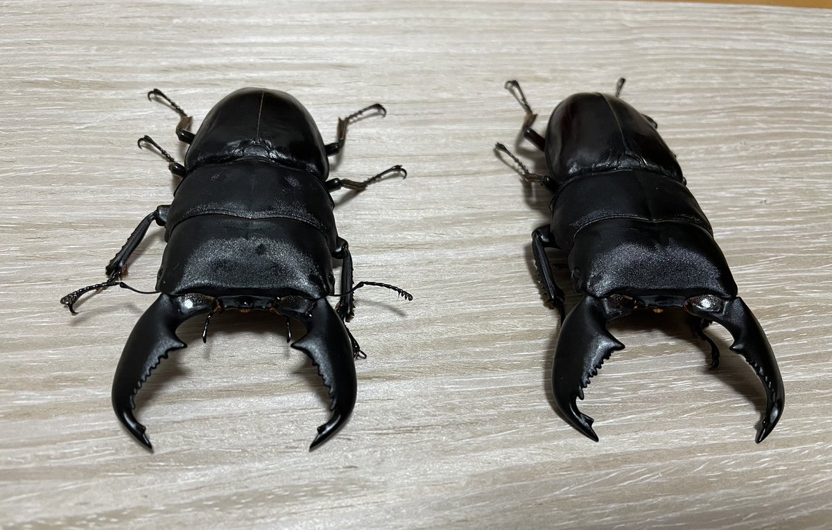 StagBeetle (@StagBeetle9898) / Posts / X