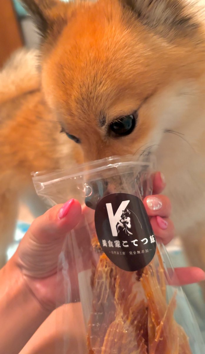 Buhibooo's tweet photo. 悪党ギツネの　ドッペルゲンガーという　小虎。似ているけど　デカきうりをくれたから　だいすき。むしゃむしゃおいちおいち　ありがとなんだぶー。悪党ギツネも　おいしそうなのを　貰ってた。ﾁｯ https://t.co/3MurbsAQZI
