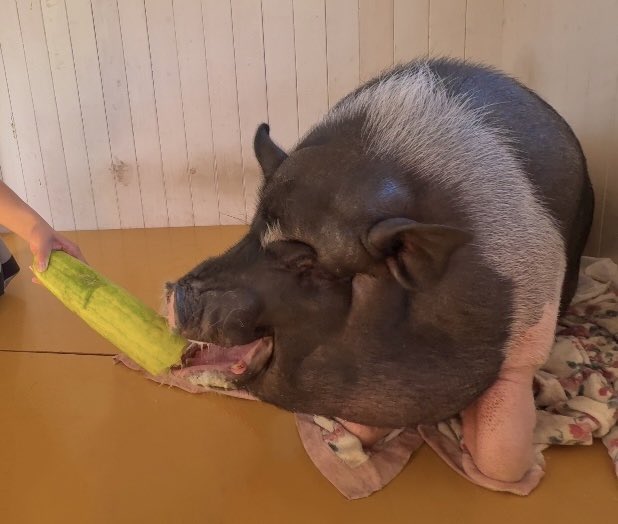 Buhibooo's tweet photo. 悪党ギツネの　ドッペルゲンガーという　小虎。似ているけど　デカきうりをくれたから　だいすき。むしゃむしゃおいちおいち　ありがとなんだぶー。悪党ギツネも　おいしそうなのを　貰ってた。ﾁｯ https://t.co/3MurbsAQZI