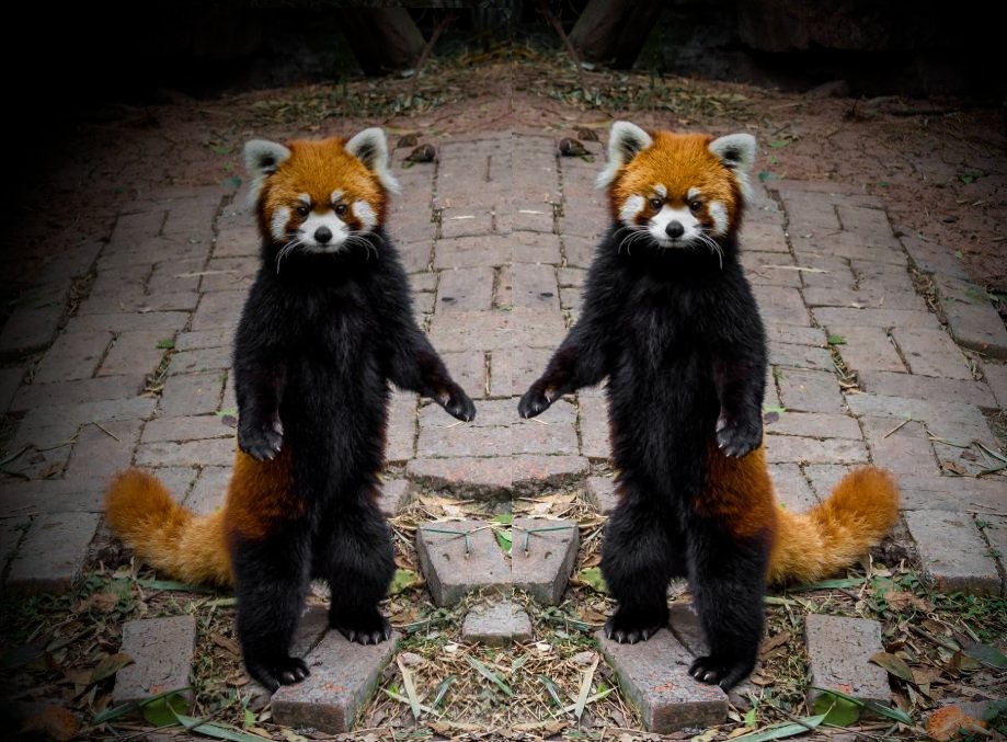 Red Panda Every Hour! (@redpandaeveryhr) on Twitter photo 