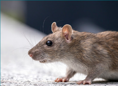 emiliamark547's tweet image. If you are looking for the best #RodentControlservice in #CanningVale, then contact Tritan Pest Management. They provide professional, safe, and reliable Pest Control in Perth for homes, businesses, and industrial sites. Visit-maps.app.goo.gl/7o1UfEKpiGnKSR…