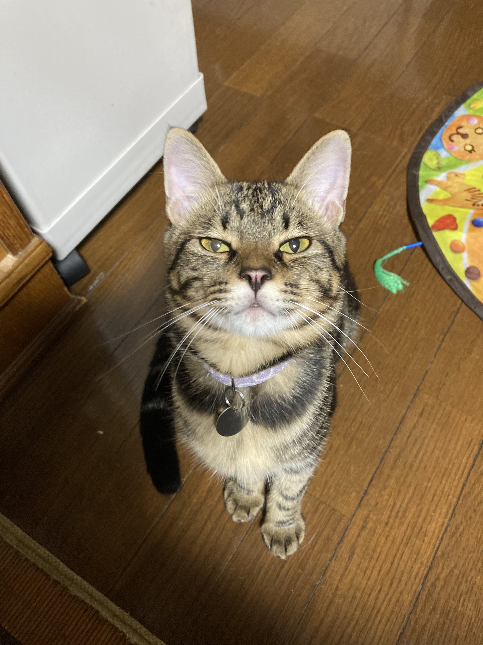 とりひき(ネコ)ページ ぴーちゃん305【招き猫販売中】 on X: 
