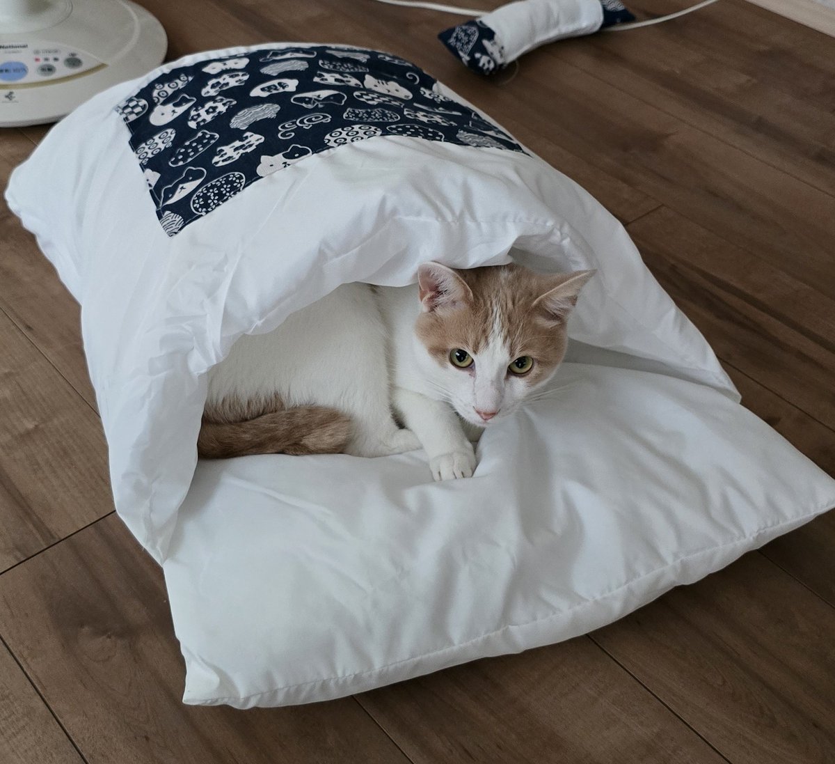 urinekoneko's tweet photo. ねこ布団かわいすぎる🤩

#ねこ
#ねこ好きさんと繋がりたい https://t.co/AsGOWiYiCK