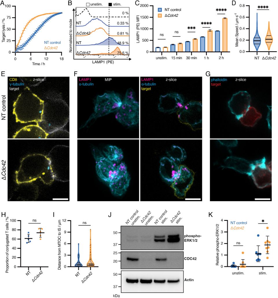 J Cell Science (@j_cell_sci) on Twitter photo . <a href="/AdamRochussen/">Adam Rochussen</a>, <a href="/clairema999/">Claire Ma</a> and Gillian Griffiths <a href="/TheCIMR/">The CIMR</a> find that CRISPR/Cas9-mediated deletion of Cdc42 in primary T cells triggers transcriptional adaptation, leading to enhanced T cell function.
Highlight: journals.biologists.com/jcs/article/13…
Article: journals.biologists.com/jcs/article/13… . <a href="/AdamRochussen/">Adam Rochussen</a>, <a href="/clairema999/">Claire Ma</a> and Gillian Griffiths <a href="/TheCIMR/">The CIMR</a> find that CRISPR/Cas9-mediated deletion of Cdc42 in primary T cells triggers transcriptional adaptation, leading to enhanced T cell function.
Highlight: journals.biologists.com/jcs/article/13…
Article: journals.biologists.com/jcs/article/13…