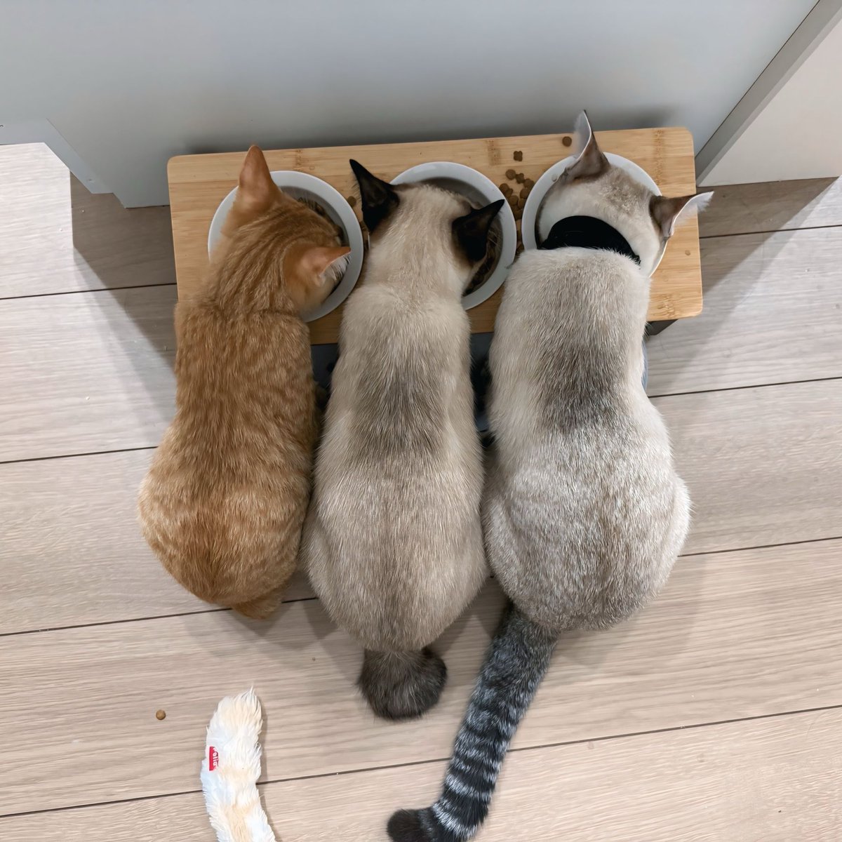 25718❤猫好き( ΦωΦ )ねこがかおあらうわけ 25718❤猫好き( ΦωΦ )ねこがかおあらうわけ