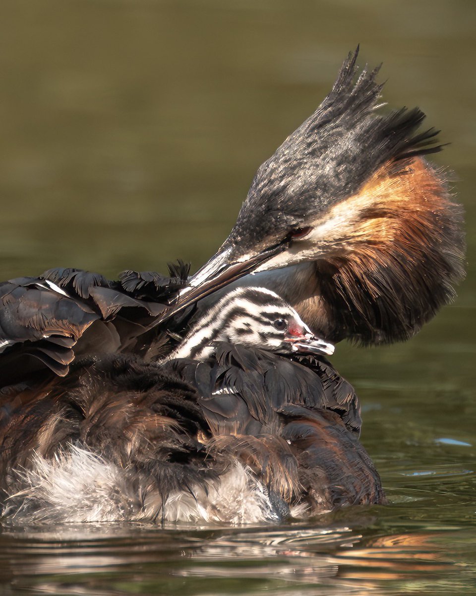 Paul Browning Photography tweet media
