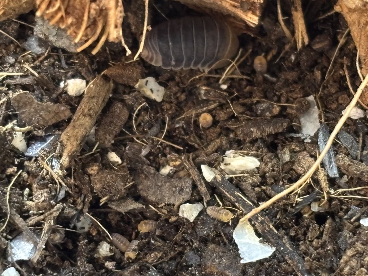 ドワーフダッキーも生まれてた！！
嬉しい😆😆