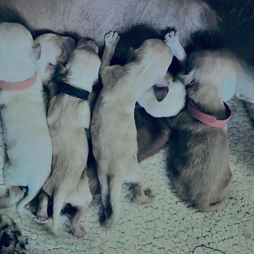 MADRA Mutts Anonymous Dog Rescue & Adoption tweet media