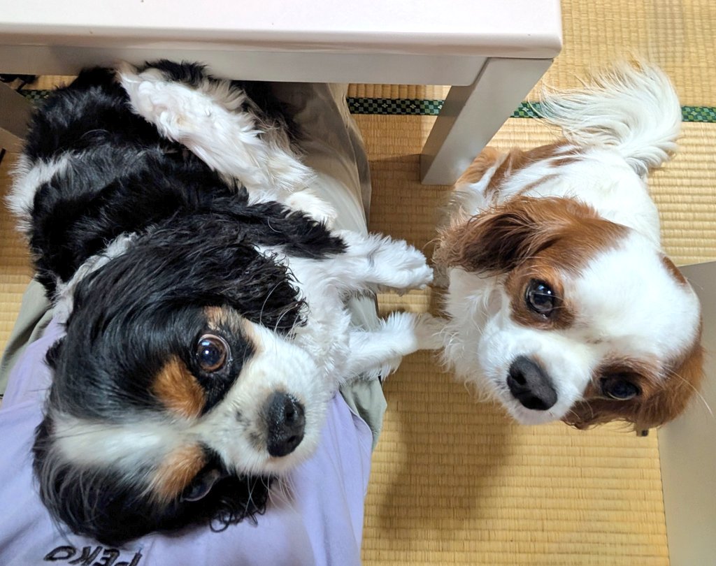 今日おうちシャンプーをしたミルクちゃん
そのせいなの？
暑くなってから、膝の上に乗ってくることなんてなかったのに、
今日は2回目😅