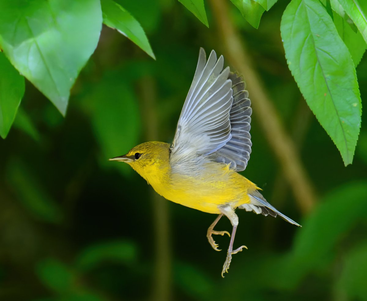 Tweet media one